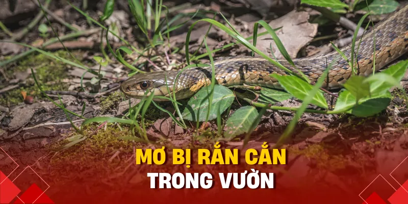Ngủ Mơ Thấy Rắn Đánh Con Gì? Giải Mã Giấc Mơ Tâm Linh 2025 2 Mơ bị rắn cắn trong vườn